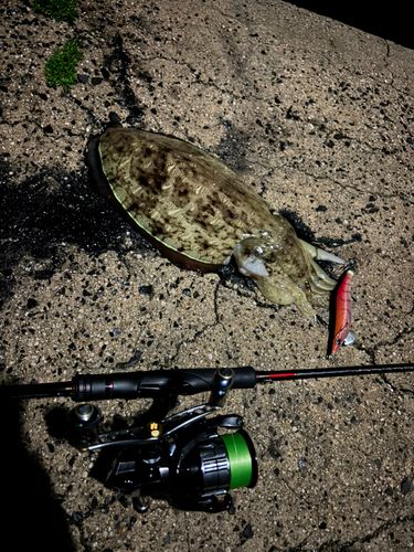モンゴウイカの釣果