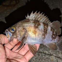 メバル
