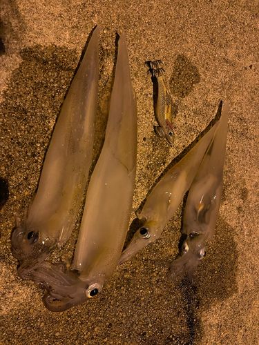 ヤリイカの釣果