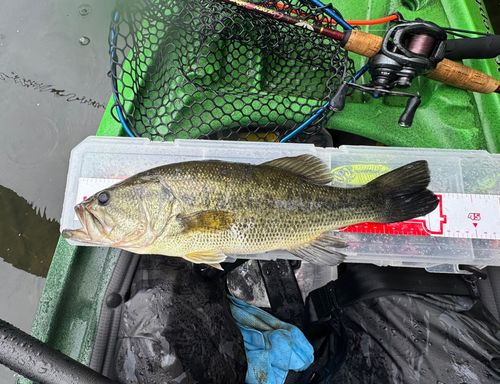 ラージマウスバスの釣果