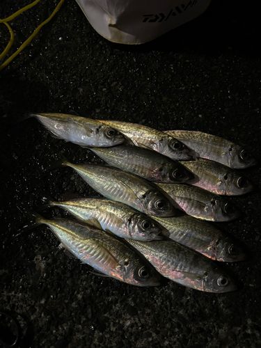 アジの釣果