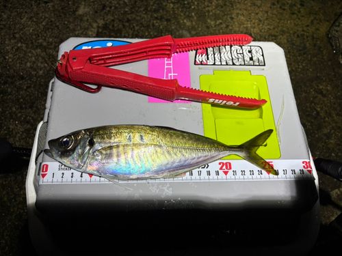 マアジの釣果