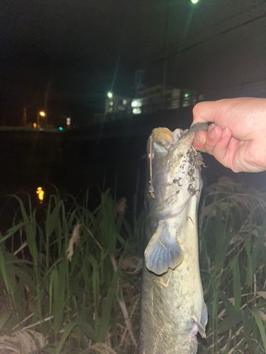 ナマズの釣果