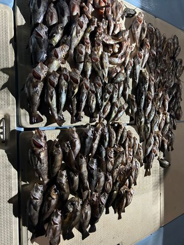 アカメバルの釣果