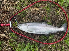 サクラマスの釣果