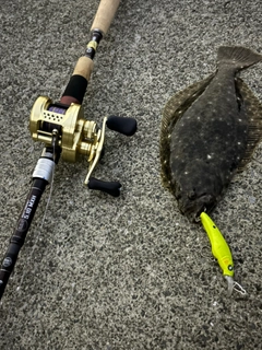 ソゲの釣果