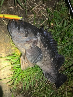 クロソイの釣果