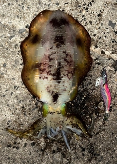 アオリイカの釣果