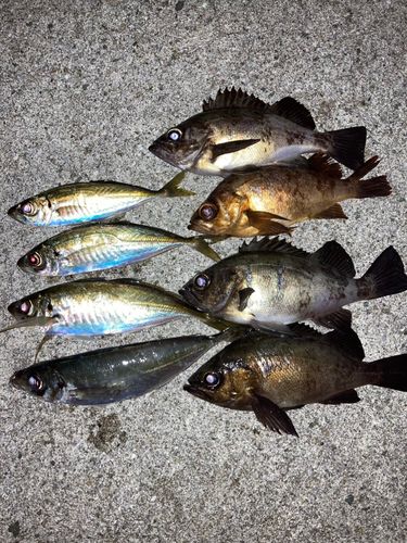 メバルの釣果