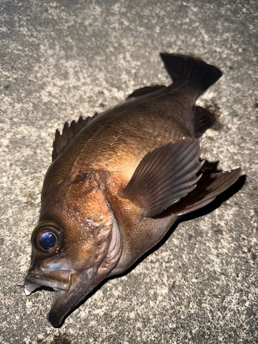 メバルの釣果