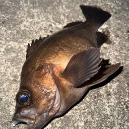 メバル