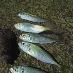 アジ