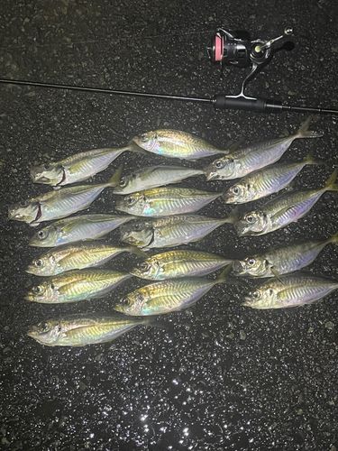 アジの釣果