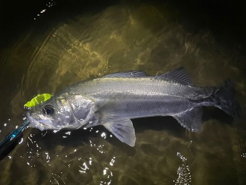 シーバスの釣果