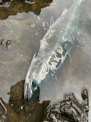 サクラマスの釣果
