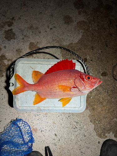 トガリエビスの釣果