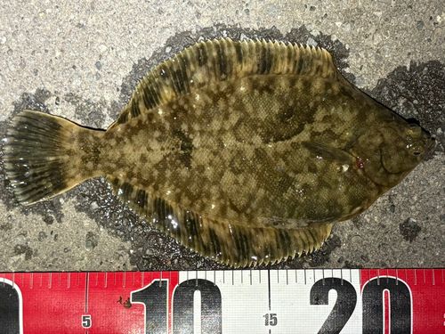 クロガシラガレイの釣果