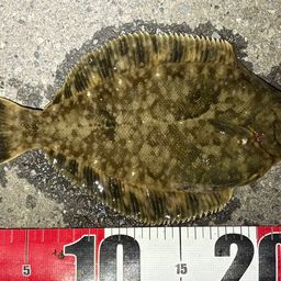 クロガシラガレイ