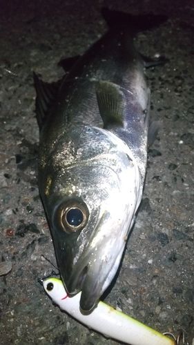 セイゴ（マルスズキ）の釣果