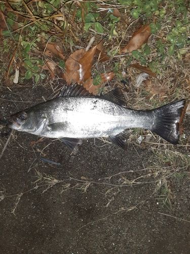 セイゴ（ヒラスズキ）の釣果