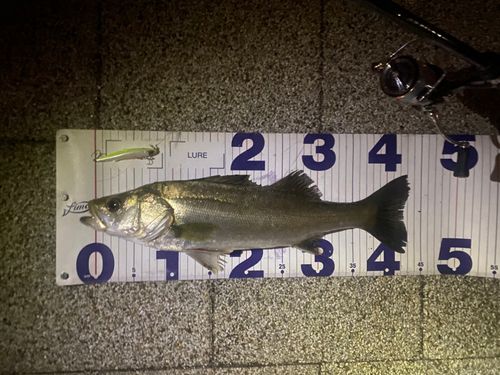 マルスズキの釣果