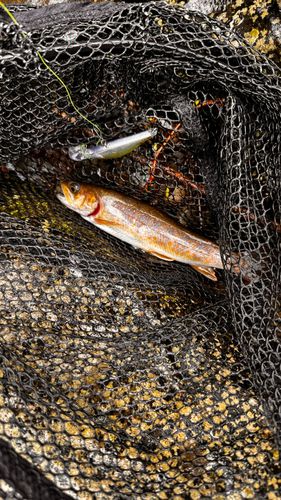 イワナの釣果