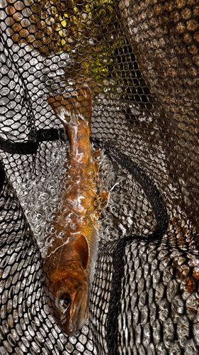 ヤマトイワナの釣果