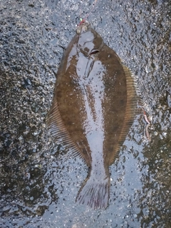 マコガレイの釣果