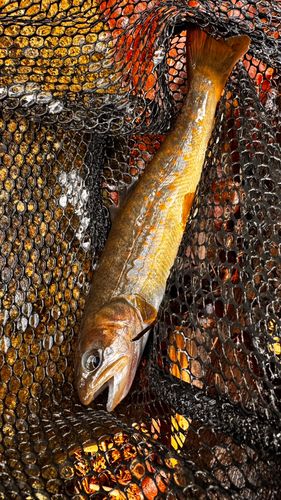 ヤマトイワナの釣果