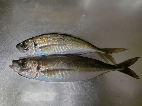 アジ