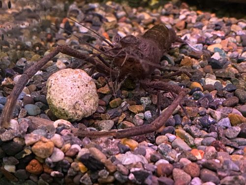 テナガエビの釣果