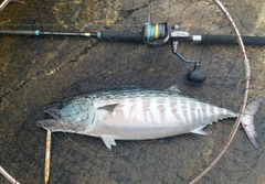 ハガツオの釣果
