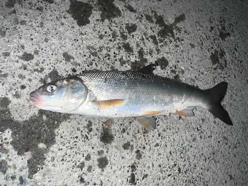 ウグイの釣果