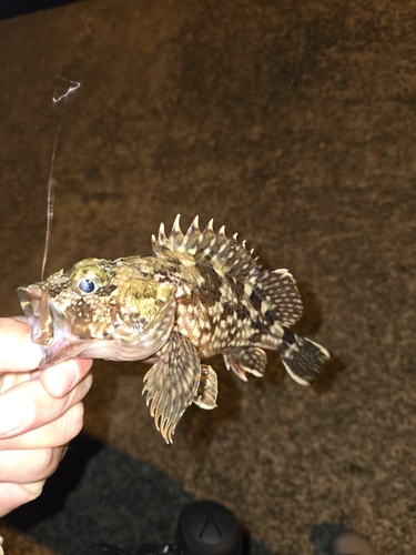 亀川漁港で釣れたカサゴの釣り・釣果情報 - アングラーズ | 釣果 亀川漁港で釣れたカサゴの釣り・釣果情報 - アングラーズ | 釣果