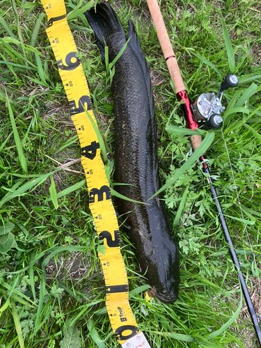 ライギョの釣果