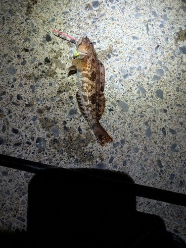 アイナメの釣果