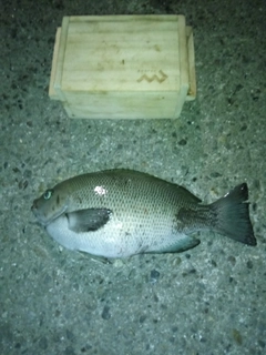 グレの釣果