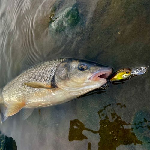 マルタウグイの釣果