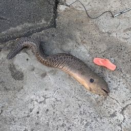 ドクウツボ