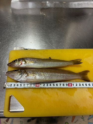 キスの釣果