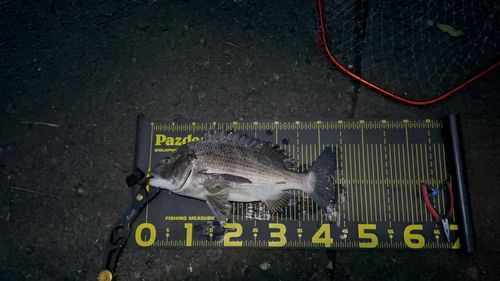 チヌの釣果