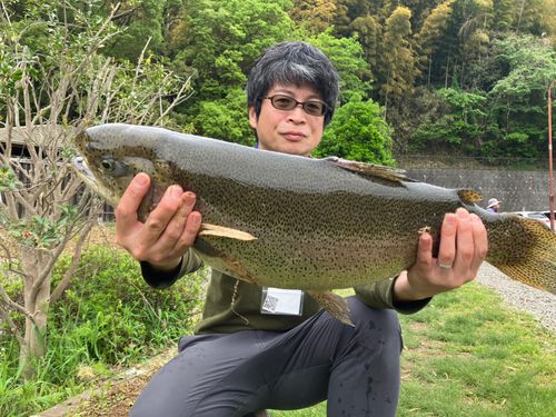 ニジマスの釣果