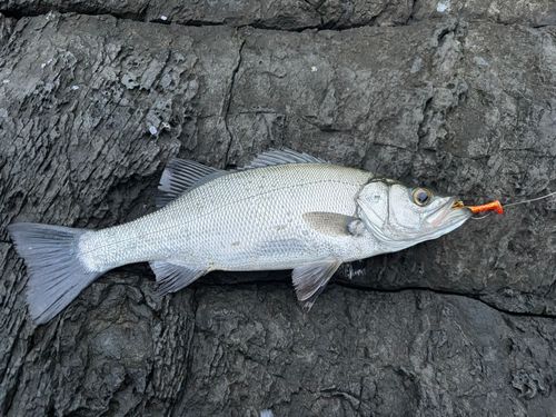 フッコ（ヒラスズキ）の釣果