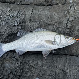 フッコ（ヒラスズキ）