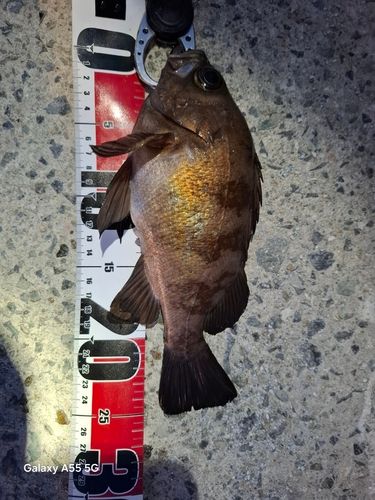 メバルの釣果