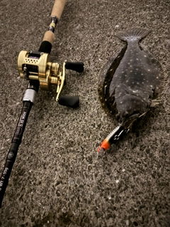 ソゲの釣果