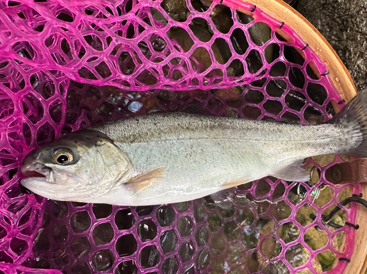 SHIMANO 19ヴァンキッシュ C3000MHGの最安値・インプレ・釣果