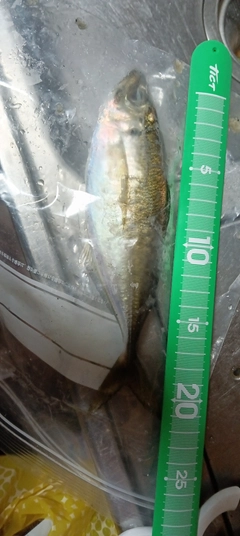 マアジの釣果