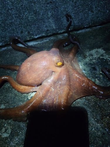 タコの釣果