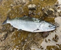 サクラマスの釣果